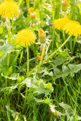 Beautiful yellow dandelions bloomed in summer in a clearing.