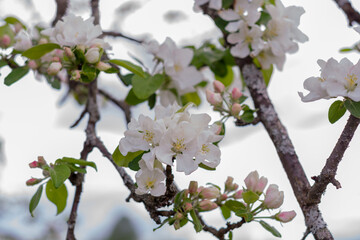 Garden, In the spring, an apple tree bloomed in the garden with white lush flowers. Apple blossom.