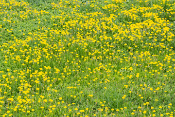 Beautiful yellow dandelions bloomed in summer in a clearing.