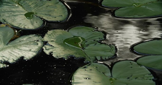 Water lily in a pond