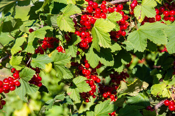  Large ripe red currant berries ripened on the garden plot.