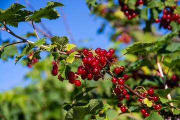  Large ripe red currant berries ripened on the garden plot.