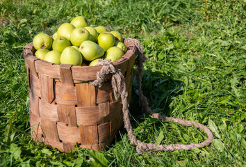 Large ripe varietal pears are ripe on the garden plot. Fruit. 