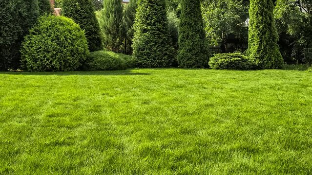 Freshly cut grass in the backyard of a private house.