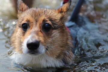 corgi dog swimming