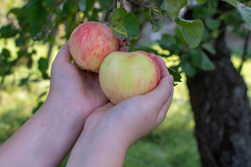 An apple tree strewn with ripe red juicy delicious apples.