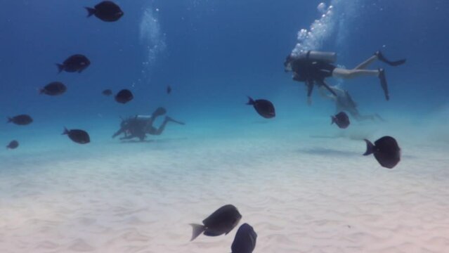 Personas buceando entre cardumen de peces cirujanos azules (acanthurus coeruleus) en arrecife del caribe.