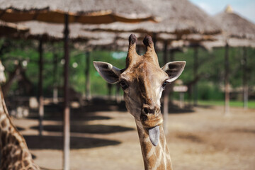 Giraffe in the zoo. Close-up photo of giraffe face.