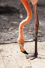 close up portrait of a pink flamingo bird. pink flamingo in the zoo.
