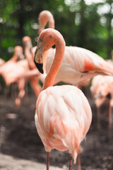 close up portrait of a pink flamingo bird. pink flamingo in the zoo.