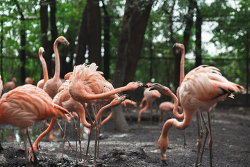 close up portrait of a pink flamingo bird. pink flamingo in the zoo.