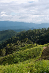 forest in the mountains