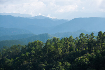 forest in the mountains