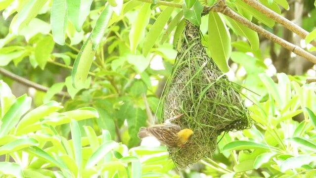 Weaver bird sitting on tree twig at their nest colony, Morning sunlight.