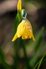 spring flowers in the garden
