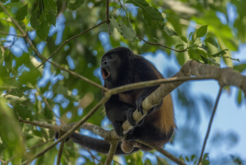The howler monkey on a branch in the rainforest of Panama