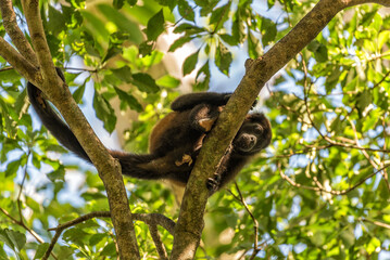 Fototapeta premium The howler monkey on a branch in the rainforest of Panama