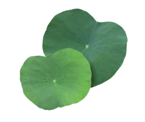 Close up green leaf of lotus or water lily tree isolated on transparent background. Top view of green leaves bush.