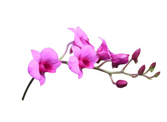 Phalaenopsis or Orchid flower. Close up pink-purple orchid flower branch isolated on transparent...