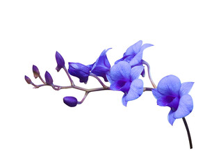 Phalaenopsis or Orchid flower. Close up blue-purple orchid flower branch isolated on transparent...