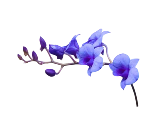 Gordijnen Phalaenopsis or Orchid flower. Close up blue-purple orchid flower branch isolated on transparent background. © Tonpong