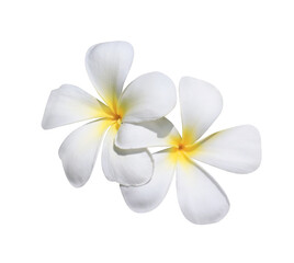 Plumeria or Frangipani or Temple tree flower. Close up yellow-pink plumeria flowers bouquet isolated on transparent background. Top view exotic flower bunch - obrazy, fototapety, plakaty