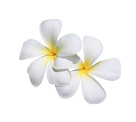 Plumeria or Frangipani or Temple tree flower. Close up yellow-pink plumeria flowers bouquet isolated on transparent background. Top view exotic flower bunch