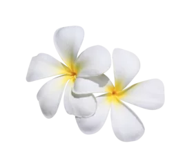 Foto auf Glas Plumeria or Frangipani or Temple tree flower. Close up yellow-pink plumeria flowers bouquet isolated on transparent background. Top view exotic flower bunch © Tonpong