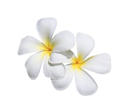Plumeria or Frangipani or Temple tree flower. Close up yellow-pink plumeria flowers bouquet isolated on transparent background. Top view exotic flower bunch