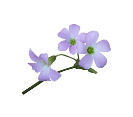 Fototapeta na wymiar Purple shamrock or Love plant or Oxalis flowers. Closeuo small blue-purple flower bouquet isolated on transparent . The side of exotic flowers. 