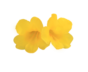 Yellow bell or Yellow elder or Trumpet vine flowers. Close up yellow flower bouquet isolated on transparent background. 