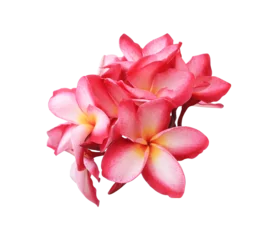 Foto op Canvas  Plumeria or Frangipani or Temple tree flower. Close up pink-red plumeria flowers bouquet isolated on transparent background. © Tonpong