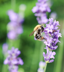 Working bee on lavender flower in summer garden