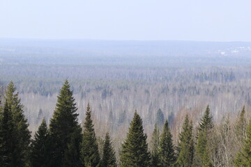 Wooded area of ​​mixed forest on a spring day