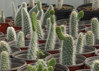 Cactus desert: Cephalocereus senilis on pats. Shop garden. Nursery.