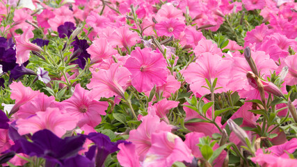 Blossom pink petunia hybrid flowers. Garden petunia on natural background.
