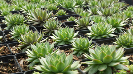 Beautiful Sempervivum globiferum in pots. Shop garden business. Nursery.