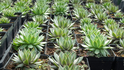 Beautiful Sempervivum globiferum in pots. Shop garden business. Nursery.