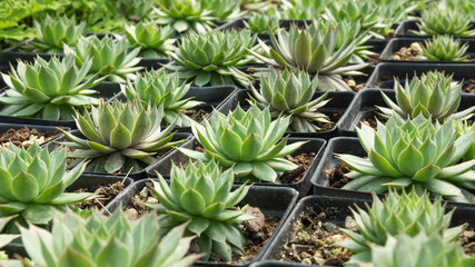 Obraz premium Beautiful Sempervivum globiferum in pots. Shop garden business. Nursery.