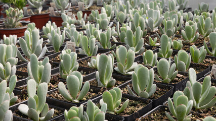 Beautiful silver peak on shop garden separate in little pots.