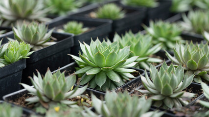 Beautiful Sempervivum globiferum in pots. Shop garden business. Nursery.