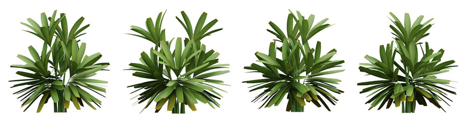 Fototapeta premium Set of green palm tree on transparent background, 3d render illustration.