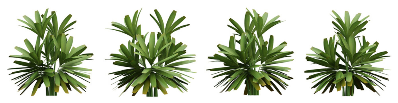 Set of green palm tree on transparent background, 3d render illustration.