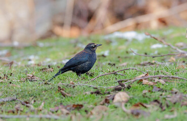 Rusty Blackbird bird