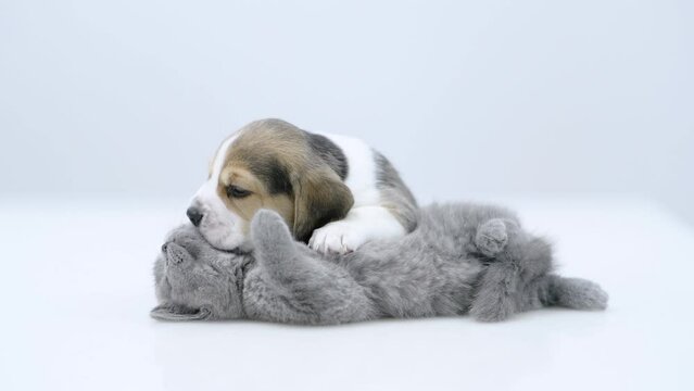 Playful Beagle puppy licking cute kitten