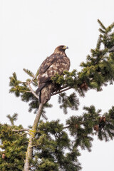 Golden Eagle bird