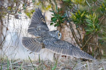 Long eared owl