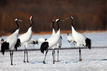Obraz premium 鶴の集い（阿寒丹頂観察センター・阿寒町）