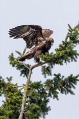Golden Eagle bird