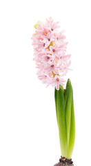 Pink Hyacinth flower isolated on white background
